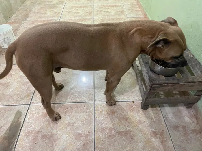 Cachorro raça Pit-Bull idade 5 anos nome Hulk