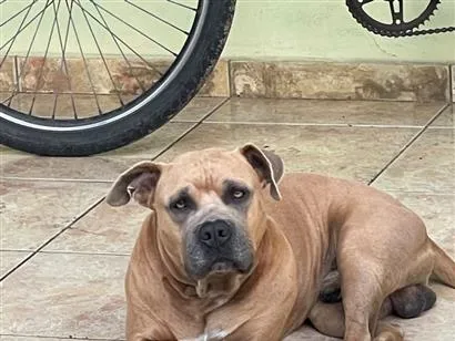 Cachorro raça Pit-Bull idade 5 anos nome Hulk