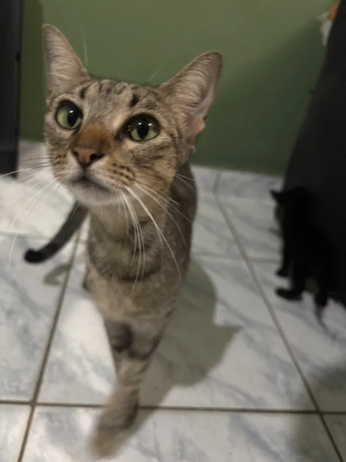 Gato raça SRD-ViraLata idade 2 anos nome Miar 