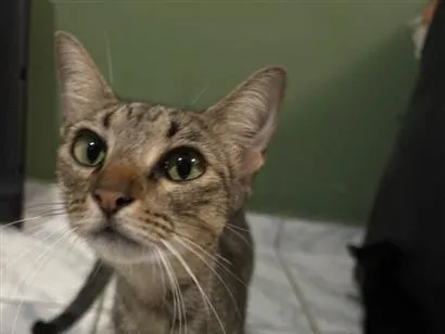 Gato raça SRD-ViraLata idade 2 anos nome Miar 