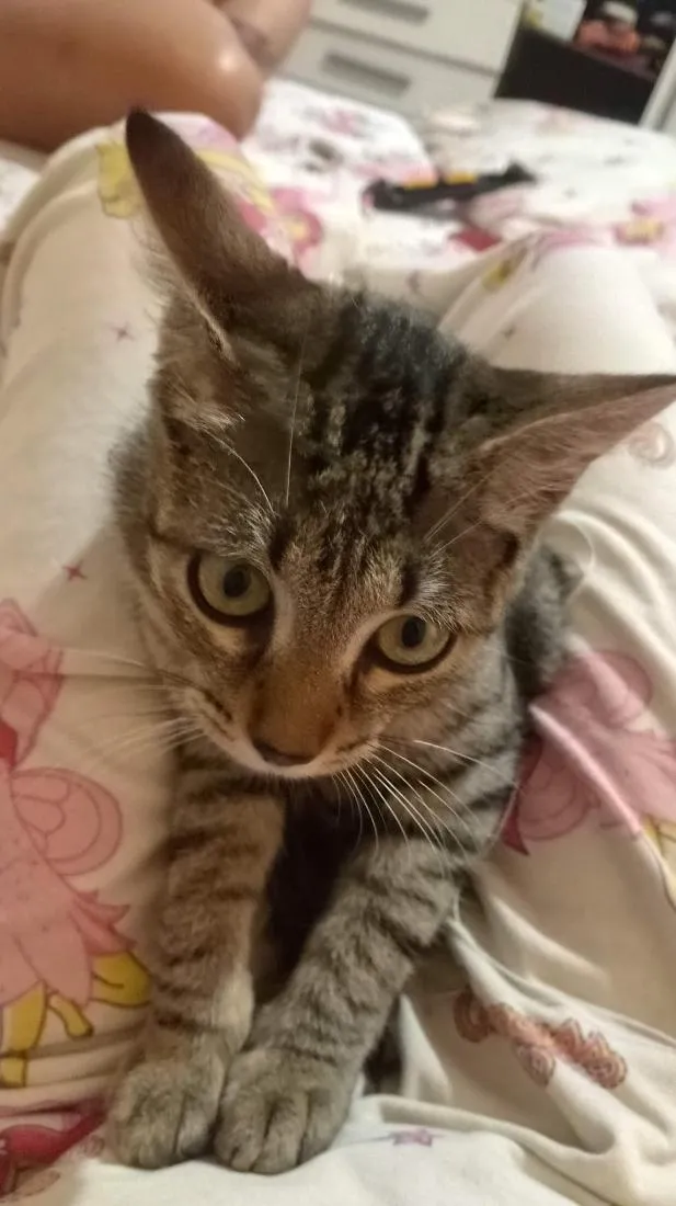 Gato raça SRD-ViraLata idade 2 a 6 meses nome Kira