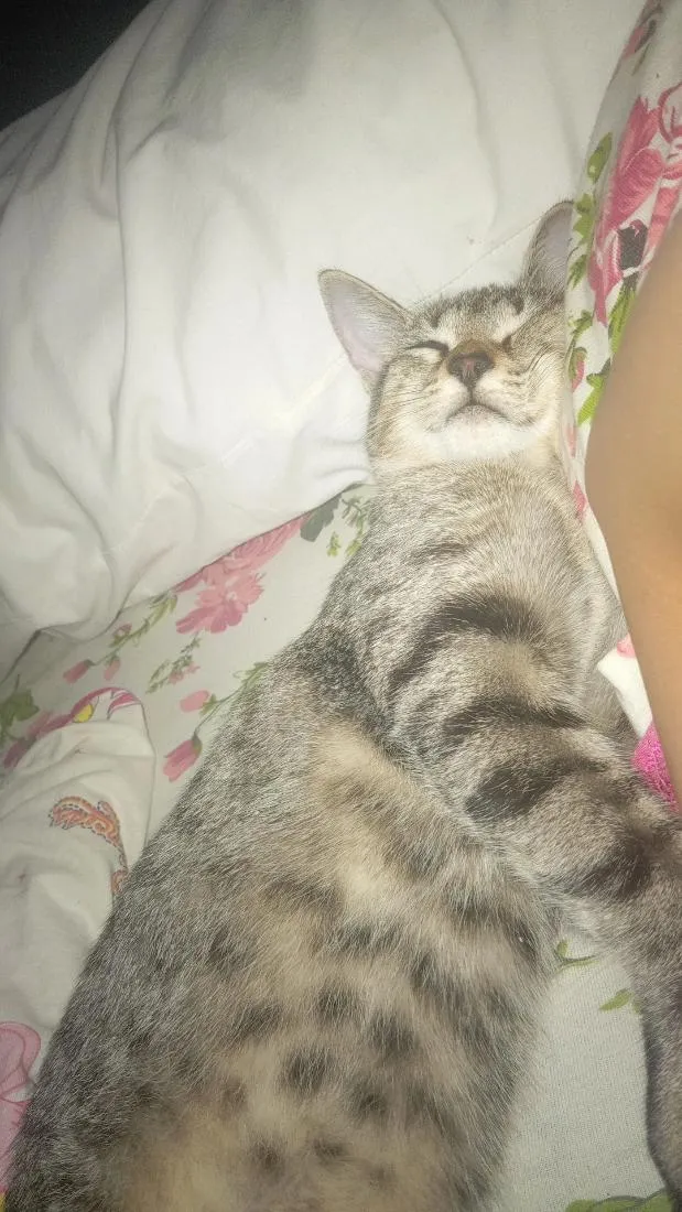 Gato raça SRD-ViraLata idade 2 a 6 meses nome Kira