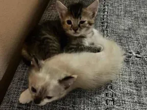 Gato raça SRD-ViraLata idade 2 a 6 meses nome Sem nome