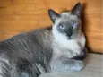 Mimi