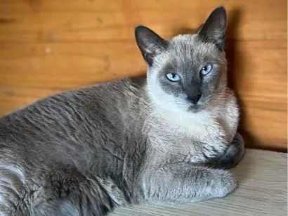 Gato raça Siamês idade 6 ou mais anos nome Mimi