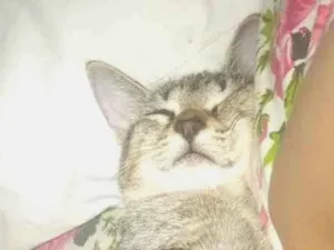 Gato raça SRD-ViraLata idade 2 a 6 meses nome Kira