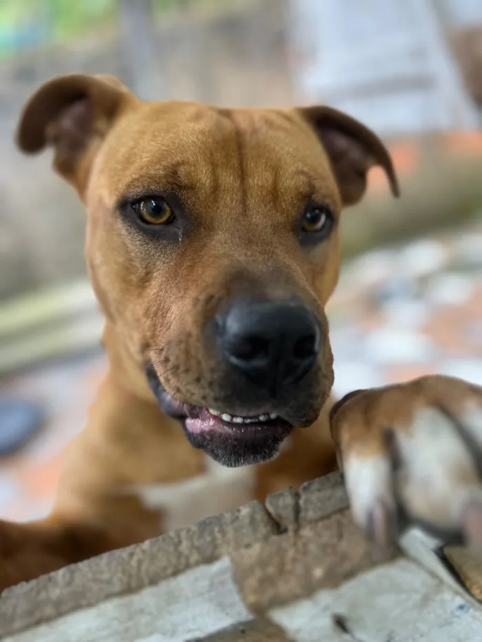 Cachorro raça SRD-ViraLata idade 1 ano nome Luke 
