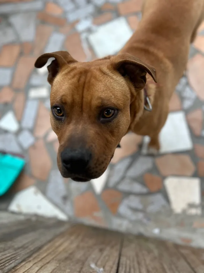 Cachorro raça SRD-ViraLata idade 1 ano nome Luke 