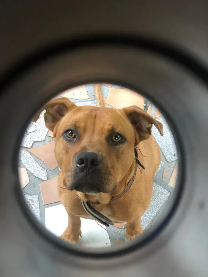 Cachorro raça SRD-ViraLata idade 1 ano nome Luke 