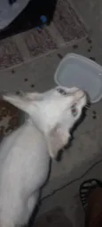 Algodão