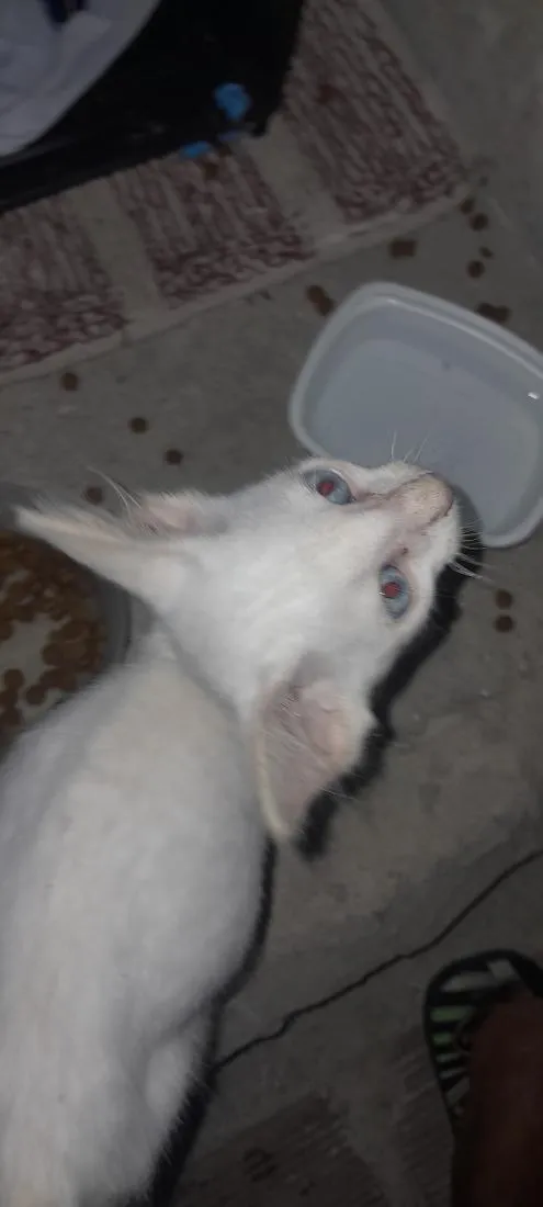 Gato raça SRD-ViraLata idade Abaixo de 2 meses nome Algodão