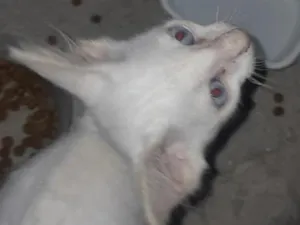 Gato raça SRD-ViraLata idade Abaixo de 2 meses nome Algodão