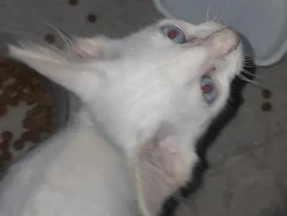Gato raça SRD-ViraLata idade Abaixo de 2 meses nome Algodão