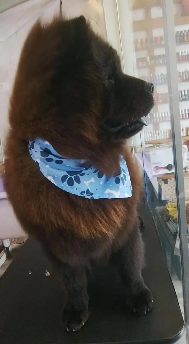 Cachorro raça SRD-ViraLata idade 6 ou mais anos nome mike