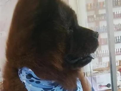 Cachorro raça SRD-ViraLata idade 6 ou mais anos nome mike