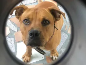 Cachorro raça SRD-ViraLata idade 1 ano nome Luke 