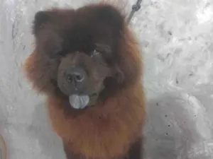 Cachorro raça SRD-ViraLata idade 6 ou mais anos nome mike