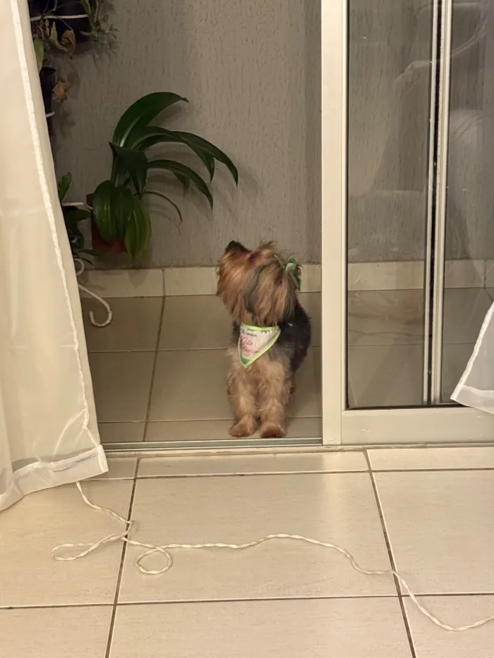 Cachorro raça Shitzu idade 6 ou mais anos nome Nao sei