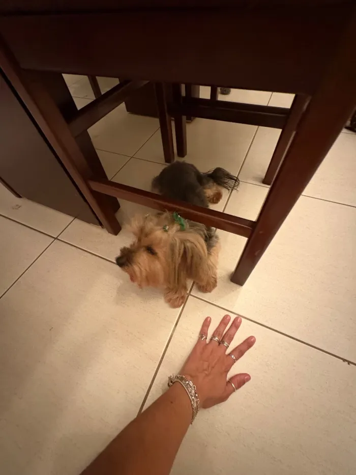 Cachorro raça Shitzu idade 6 ou mais anos nome Nao sei