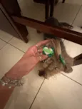Nao sei