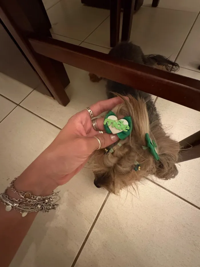 Cachorro raça Shitzu idade 6 ou mais anos nome Nao sei