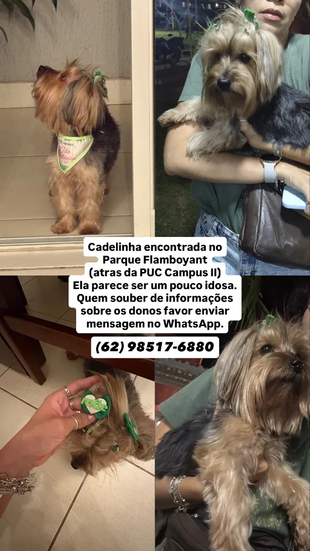 Cachorro raça Shitzu idade 6 ou mais anos nome Nao sei
