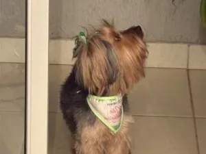 Cachorro raça Shitzu idade 6 ou mais anos nome Nao sei