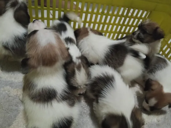 Cachorro raça Shitzu idade Abaixo de 2 meses nome filhotes