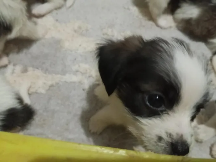 Cachorro raça Shitzu idade Abaixo de 2 meses nome filhotes