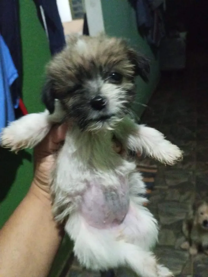 Cachorro raça Shitzu idade Abaixo de 2 meses nome filhotes