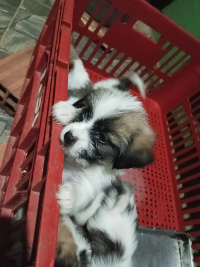 Cachorro raça Shitzu idade Abaixo de 2 meses nome filhotes
