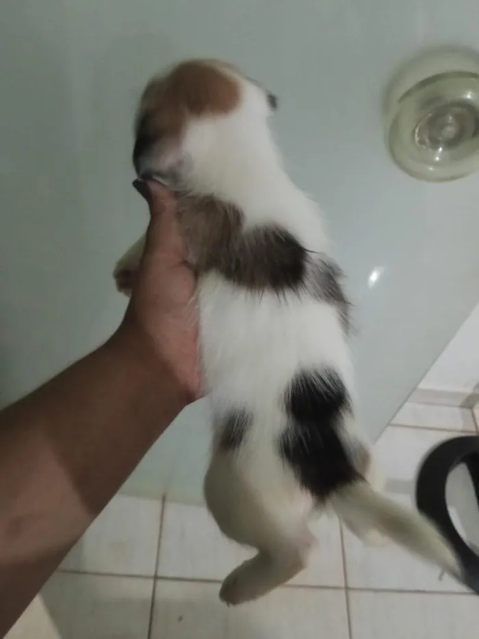 Cachorro raça Shitzu idade Abaixo de 2 meses nome filhotes