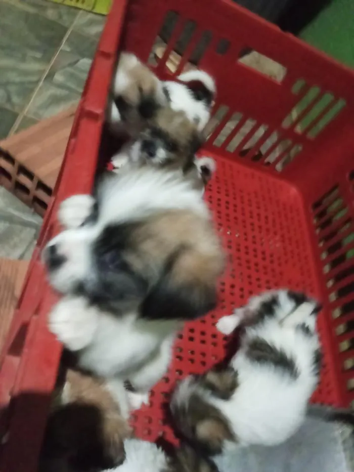Cachorro raça Shitzu idade Abaixo de 2 meses nome filhotes