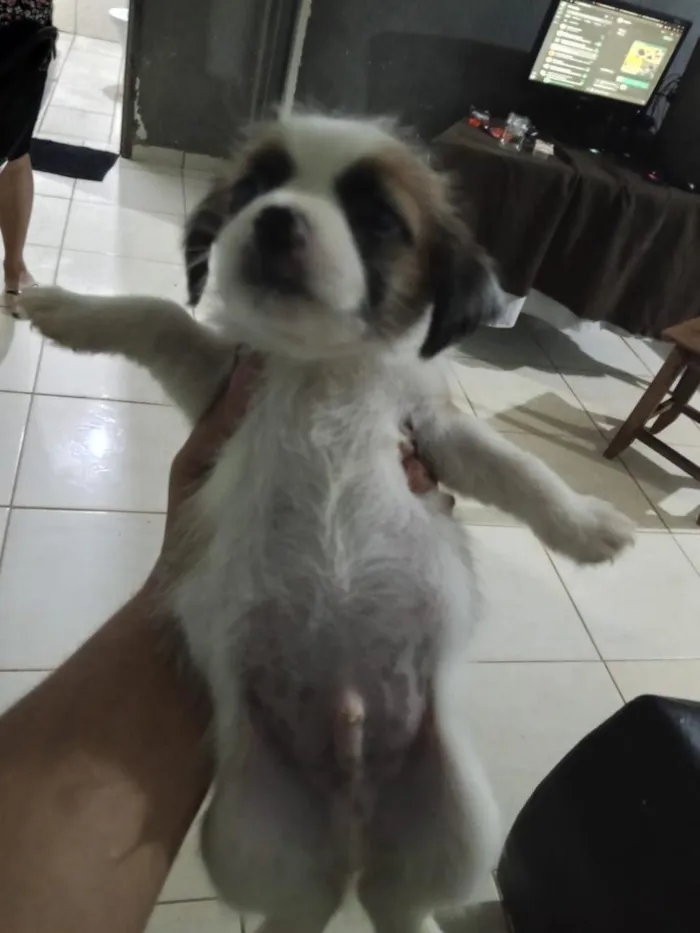 Cachorro raça Shitzu idade Abaixo de 2 meses nome filhotes