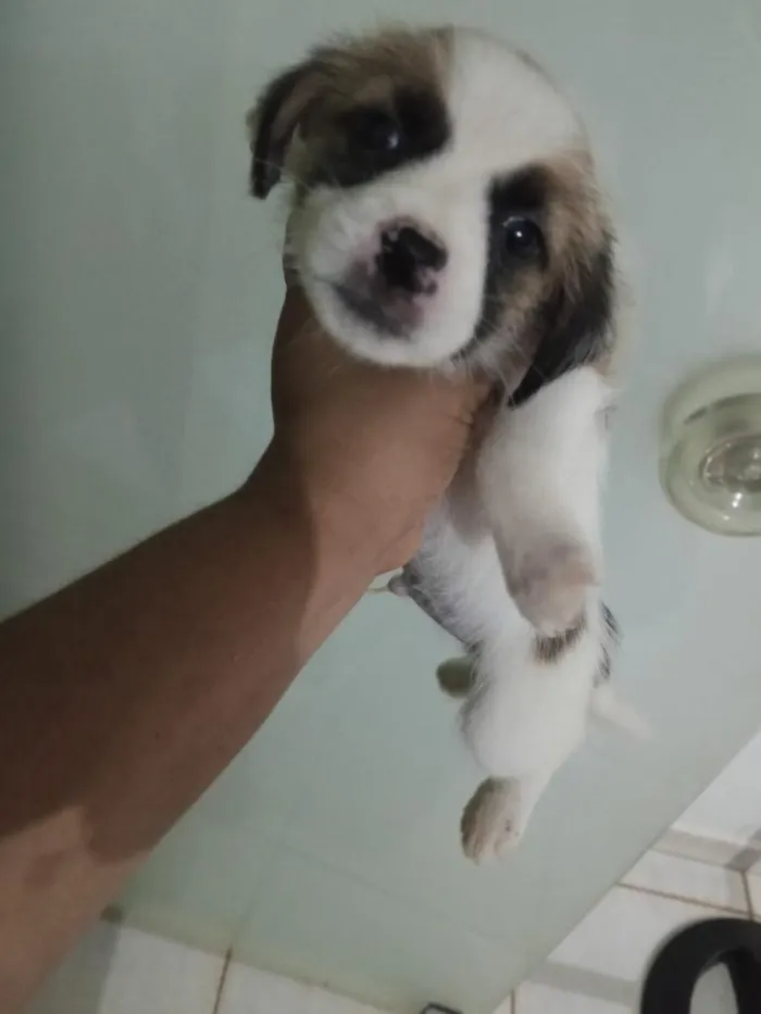 Cachorro raça Shitzu idade Abaixo de 2 meses nome filhotes