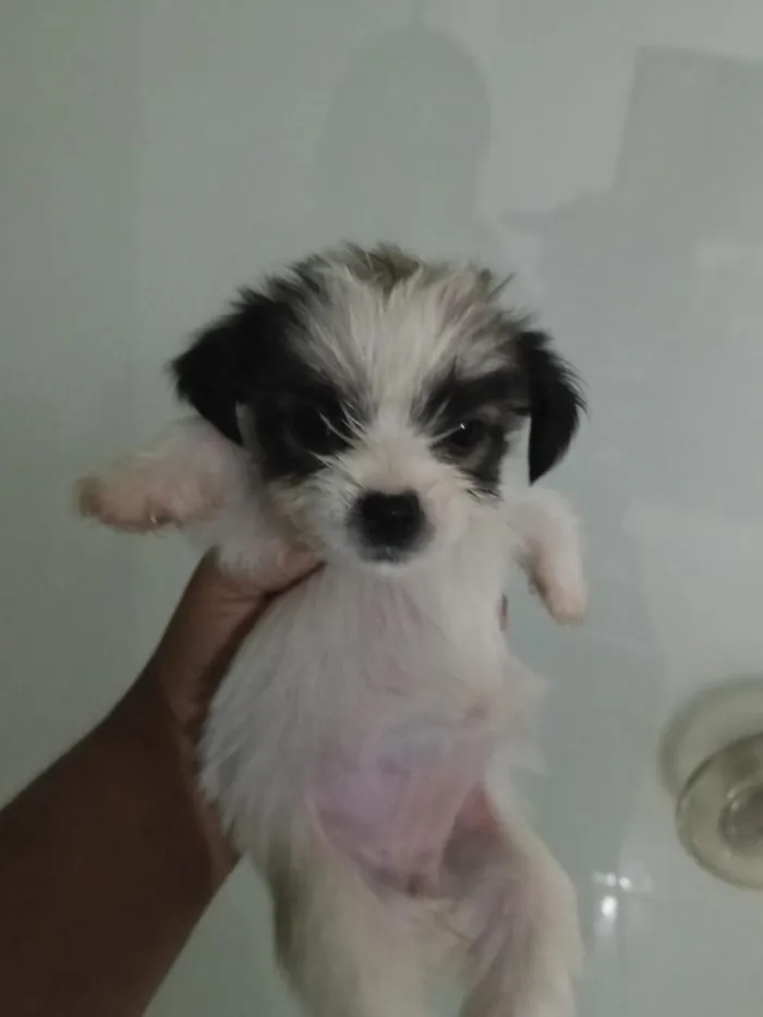 Cachorro raça Shitzu idade Abaixo de 2 meses nome filhotes