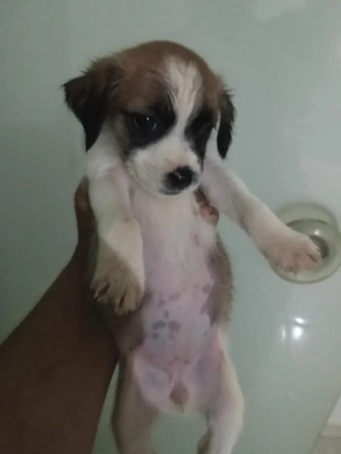Cachorro raça Shitzu idade Abaixo de 2 meses nome filhotes
