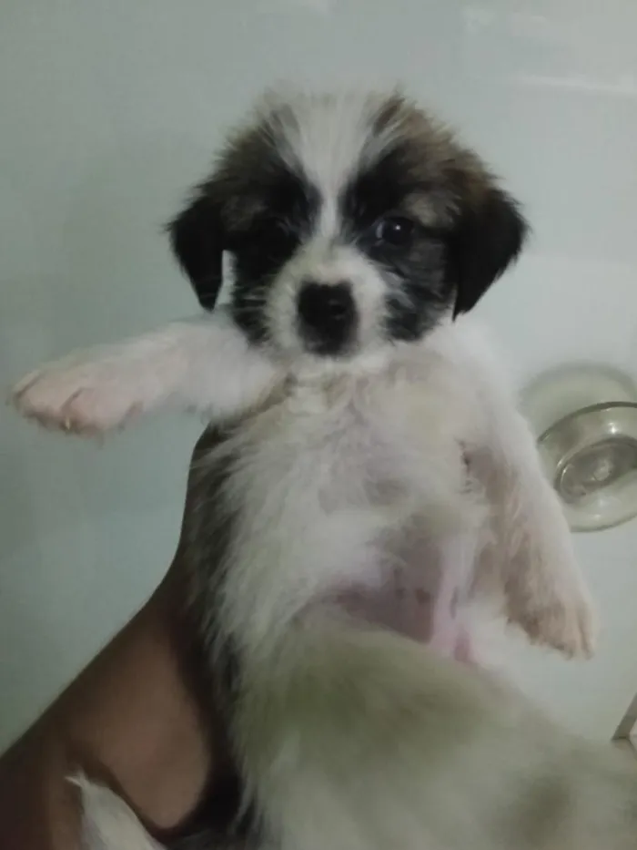 Cachorro raça Shitzu idade Abaixo de 2 meses nome filhotes