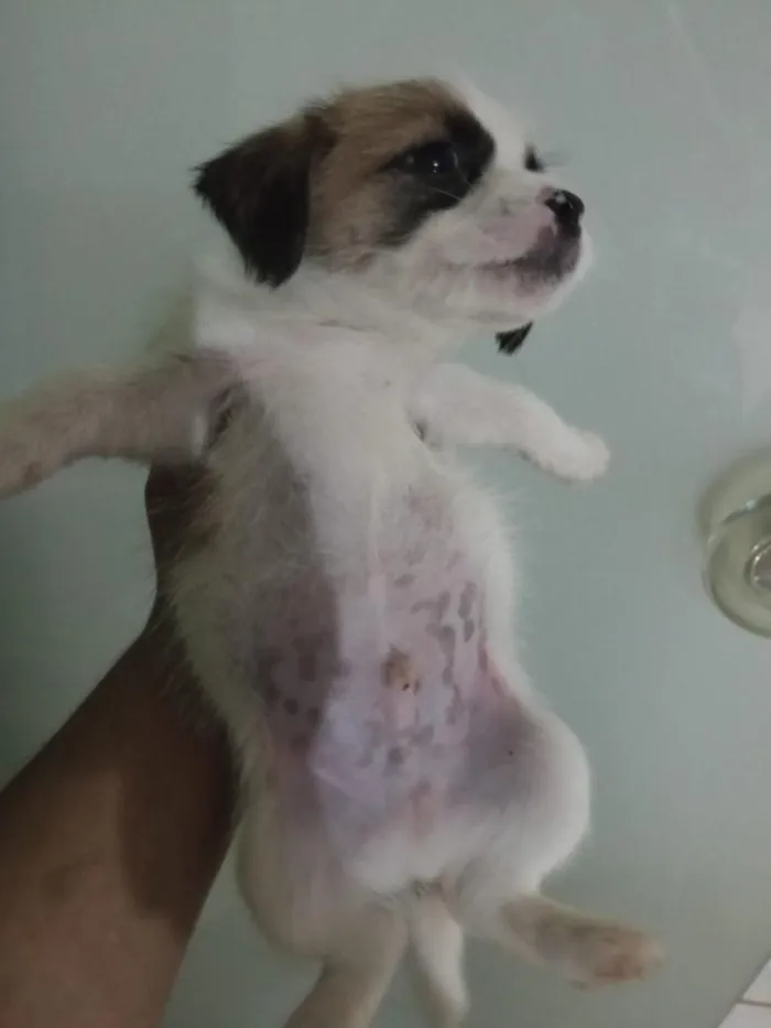 Cachorro raça Shitzu idade Abaixo de 2 meses nome filhotes