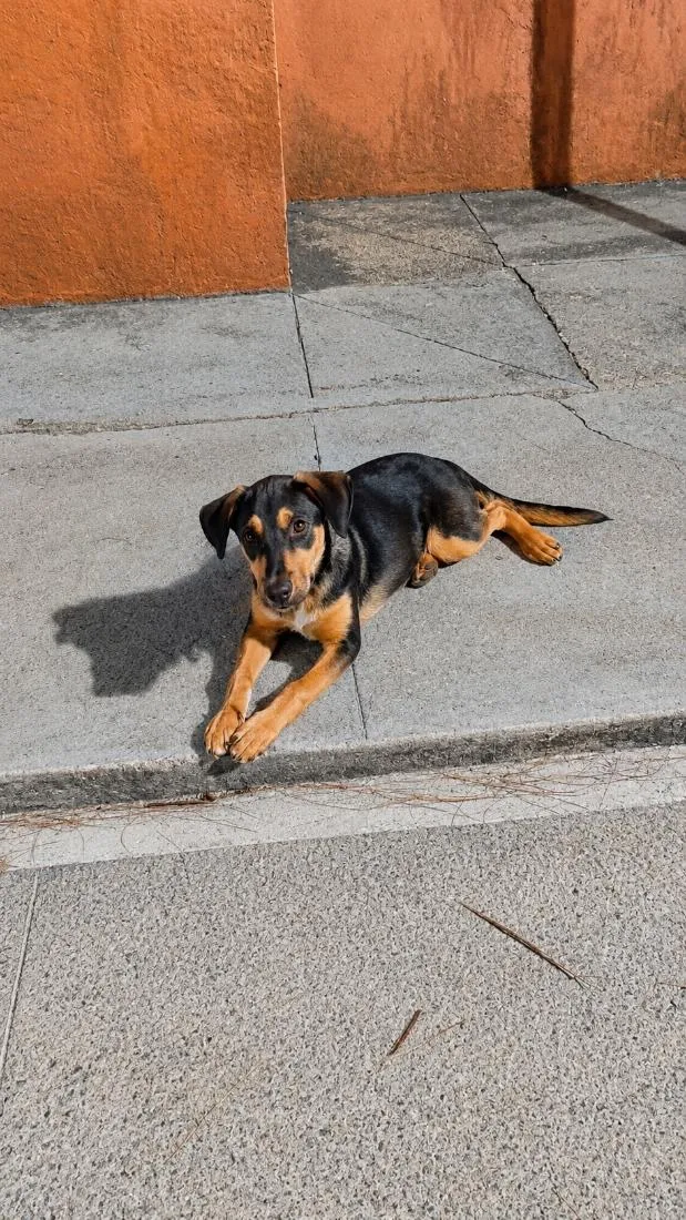 Cachorro raça SRD-ViraLata idade 2 a 6 meses nome Baruck