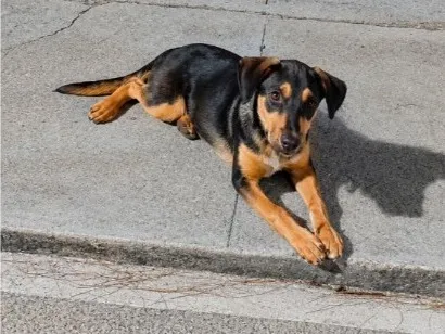 Cachorro raça SRD-ViraLata idade 2 a 6 meses nome Baruck