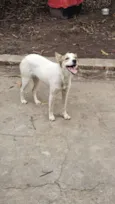 Nala