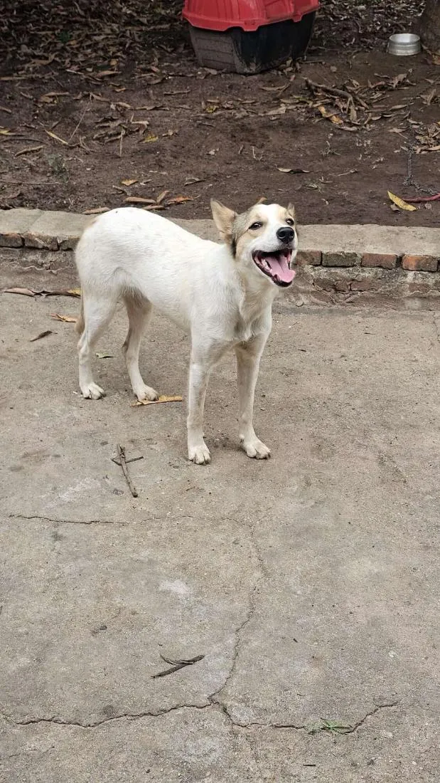 Cachorro raça SRD-ViraLata idade 1 ano nome Nala