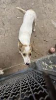 Nala