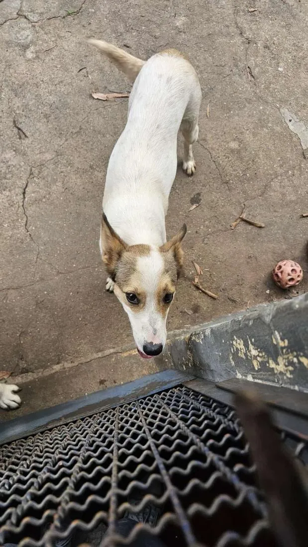 Cachorro raça SRD-ViraLata idade 1 ano nome Nala