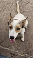 Nala