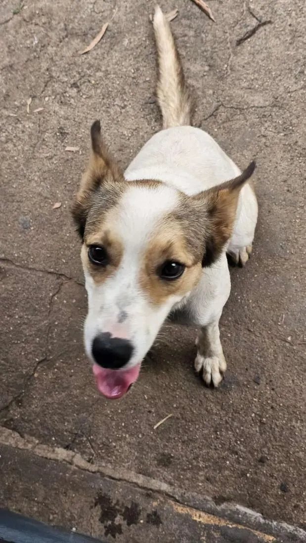 Cachorro raça SRD-ViraLata idade 1 ano nome Nala