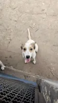 Nala