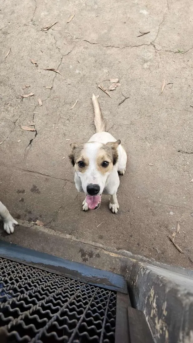 Cachorro raça SRD-ViraLata idade 1 ano nome Nala