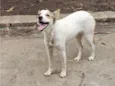 Nala